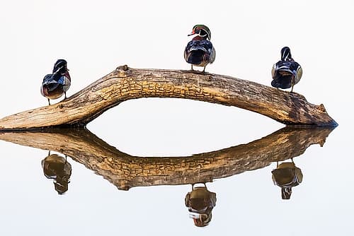 Wood duck males on log in wetland, Marion County, Illinois. Animals Print